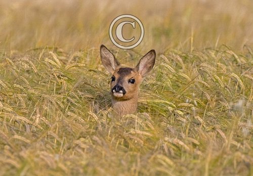 Roe Fawn in Barley  DM1601